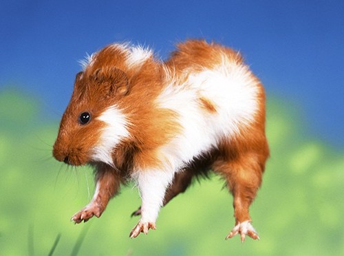 Southpoint News December 18, 2015