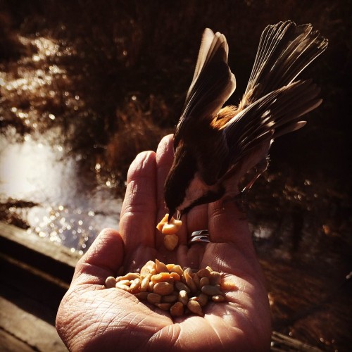 Southpoint News December 11, 2015