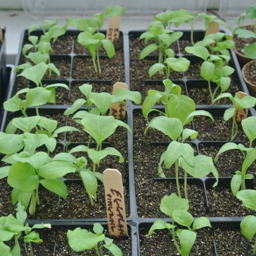 Southpoint News April 6, 2016