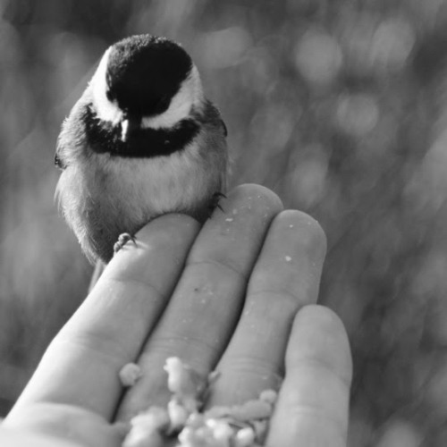 Southpoint News June 2, 2017