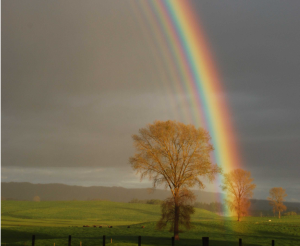 rainbowfield