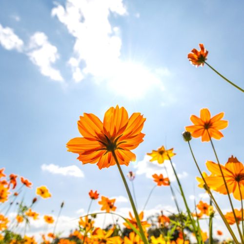 Souhtpoint News – Week of June 9th, 2019