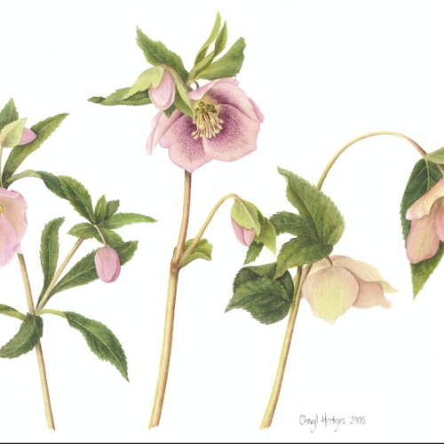 Three-Week Hiatus in Services: March 15, 22, 29