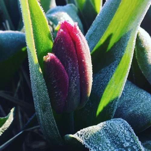 The Week of March 29-April 4