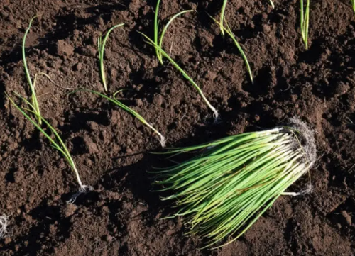 Week of April 25-May 1, 2021.