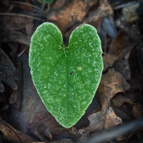 Cultivating a Quiet Heart, Letting Go of Attachments