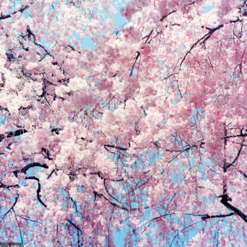 Practising Kinship—”All-In” Style